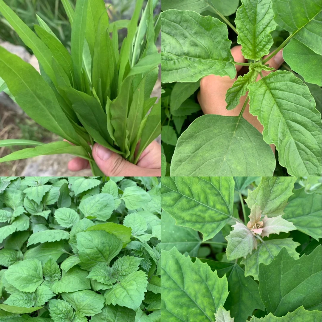 贵州新鲜蔬菜野菜搭配 当季新鲜野菜  现摘现发