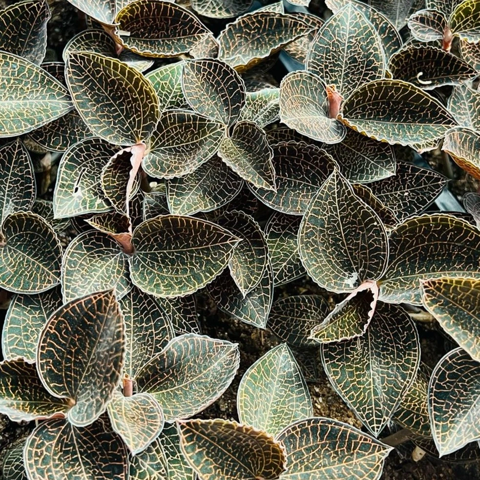 福建南靖种植红霞金线莲鲜品