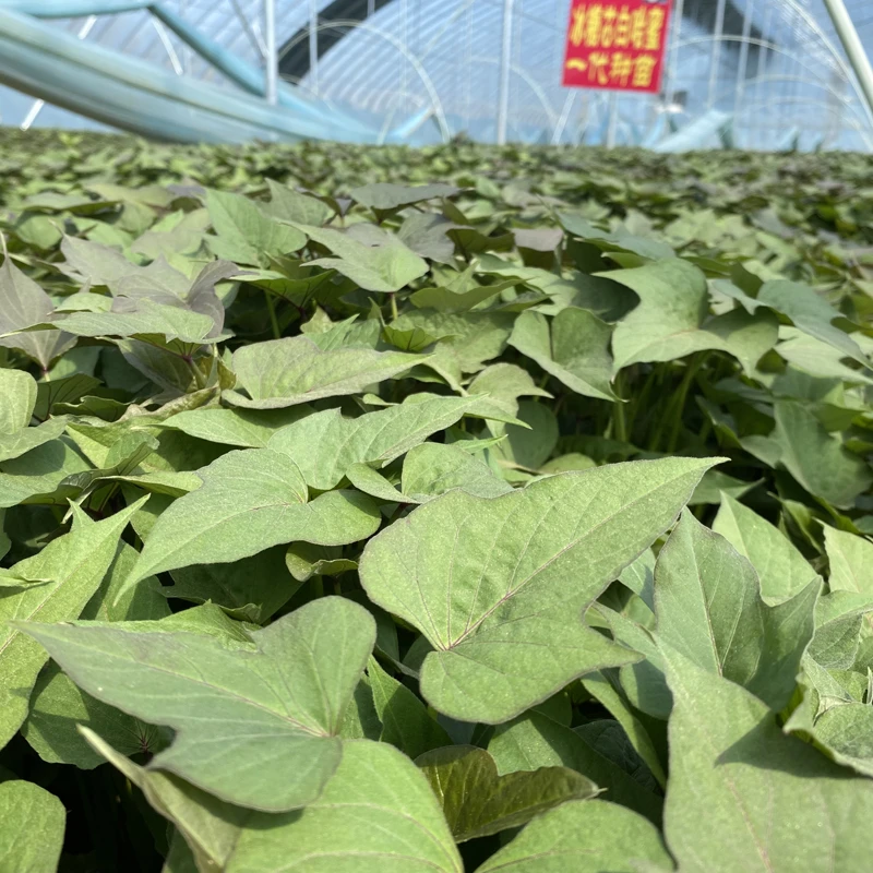 【拒绝假苗】保真对版红薯秧苗烟薯25号西瓜红白哈密蜜薯紫薯紫罗兰