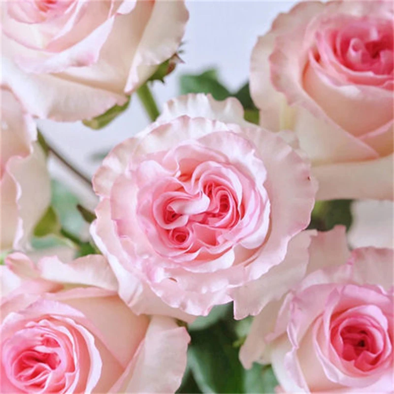 洛神 新品灌木切花月季