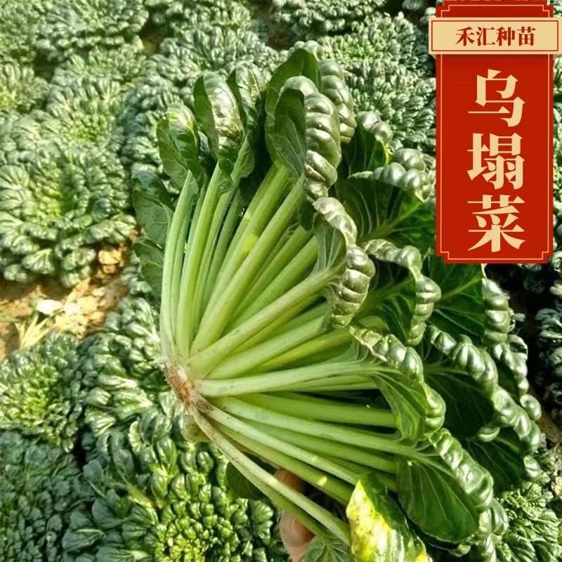 乌塌菜苗黄心乌塌菜苗耐寒高钙小叶乌大叶乌塌菜秧苗秋冬季蔬菜苗