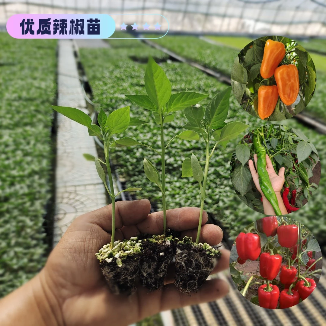 各种蔬菜秧苗辣椒苗茄子苗番茄苗秧苗育苗成活快速