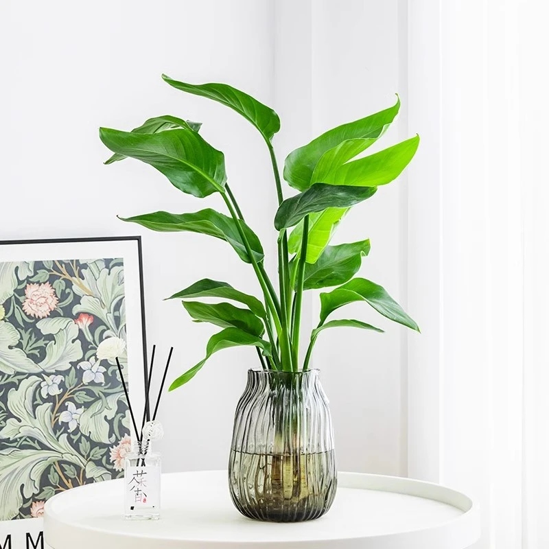 水培天堂鸟盆栽客厅室内大型绿植新房办公室天堂鸟观赏水养绿色