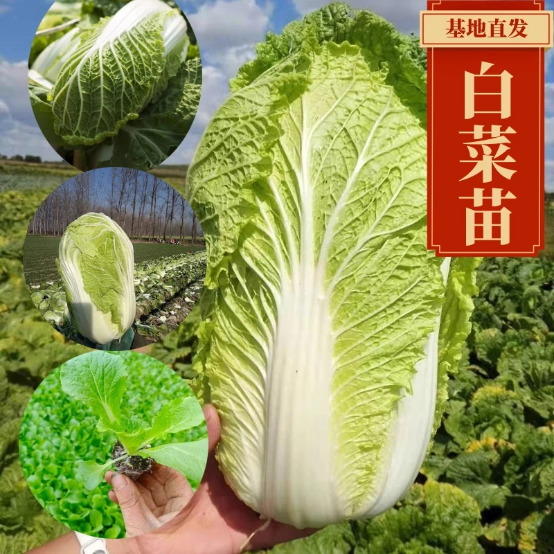 大白菜秧苗白菜娃娃菜黄心秧苗大白菜苗秧苗高品质培养优选育苗