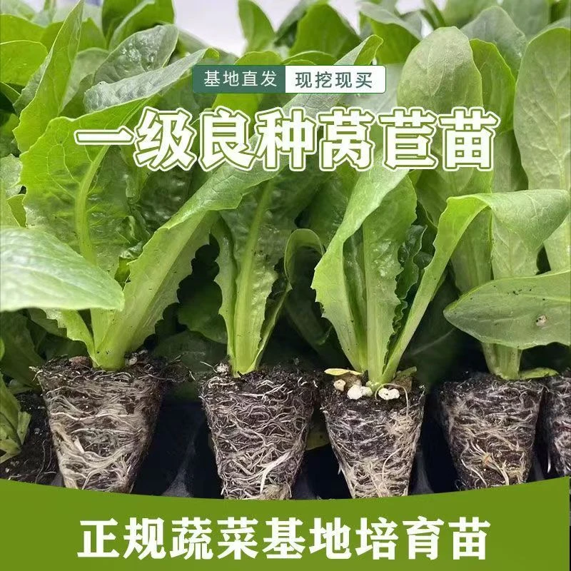 【清棚处理】高产莴苣苗莴笋苗红皮莴苣青皮莴苣蔬菜苗秋季蔬菜苗