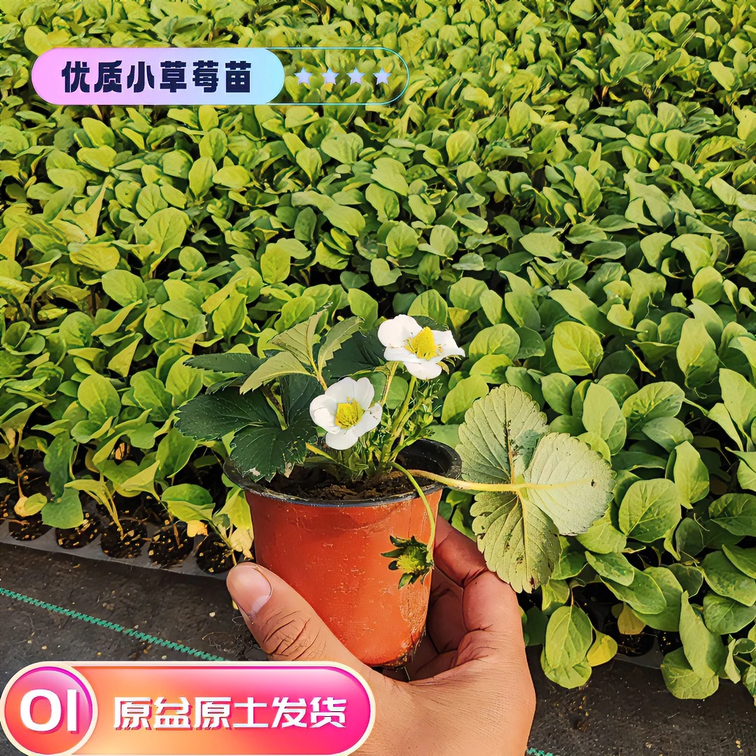 【拍四包邮】草莓苗双色盆奶油苗 四季种植盆栽阳台庭院培育植株