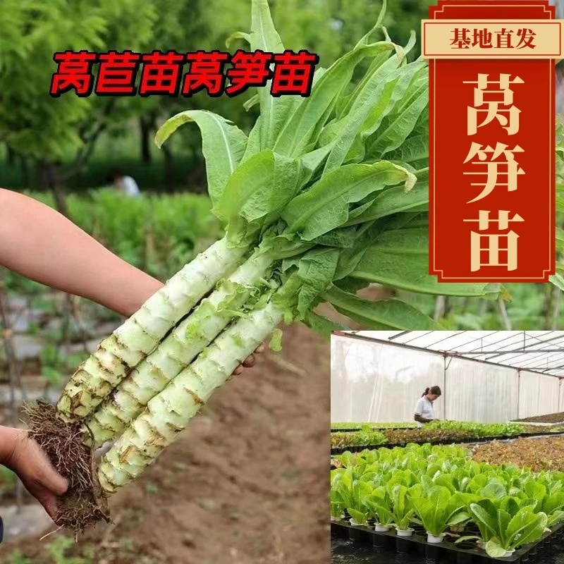 高产莴苣苗莴笋苗红皮莴苣青皮莴苣品质培养植株蔬菜苗秋季蔬菜苗