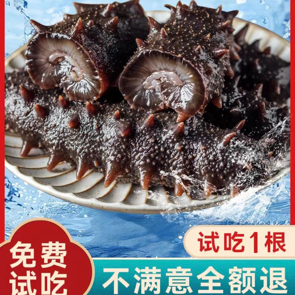 【1斤】鲜食辽刺参 500g/斤营养丰富鲜食海参肉质饱满