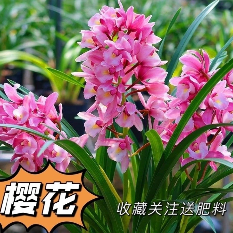 惠兰樱花浓香型自己兰棚养殖发货