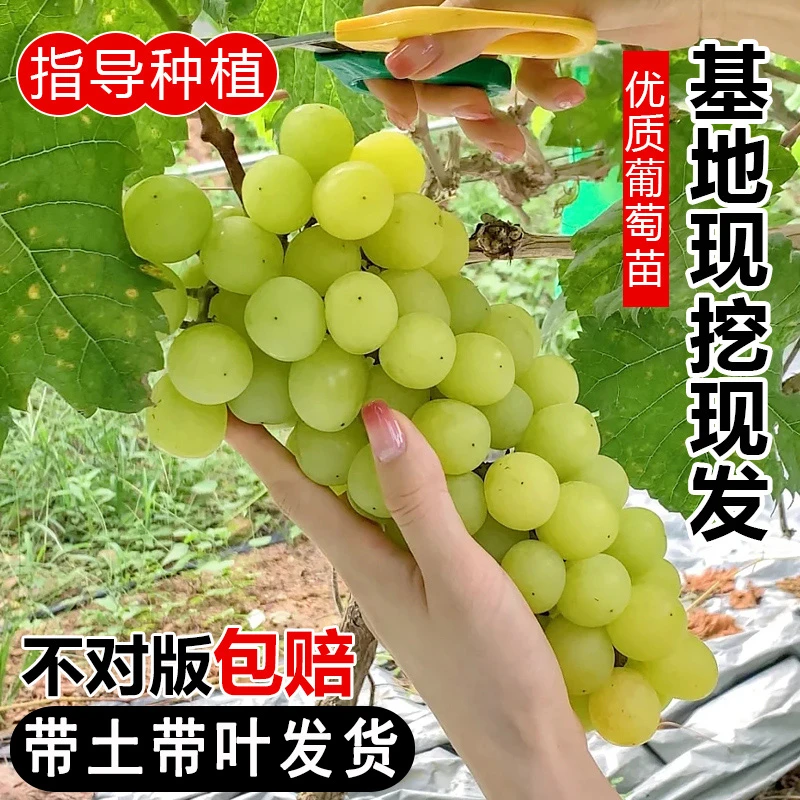 葡萄苗阳光玫瑰无籽葡萄树苗爬藤蓝宝石原土嫁接苗南北方盆栽地栽