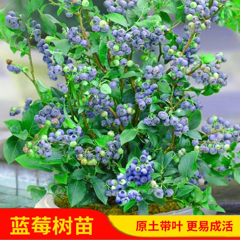 蓝莓果树苗兔眼绿宝石苔藓苗盆栽地栽带大果南北方种植苗果树结果
