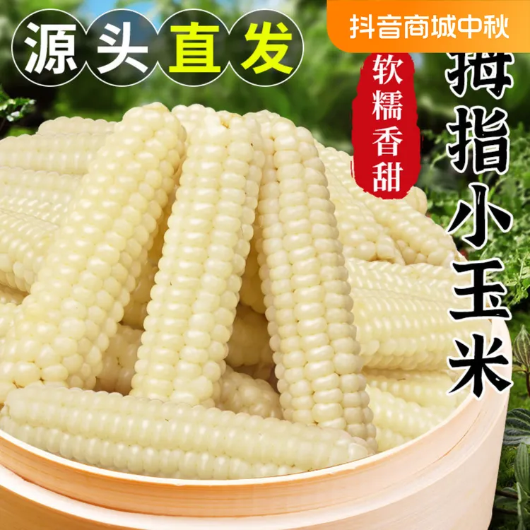 云南西双版纳拇指玉米新鲜香糯小手指迷你甜糯真空装儿童玉米早餐