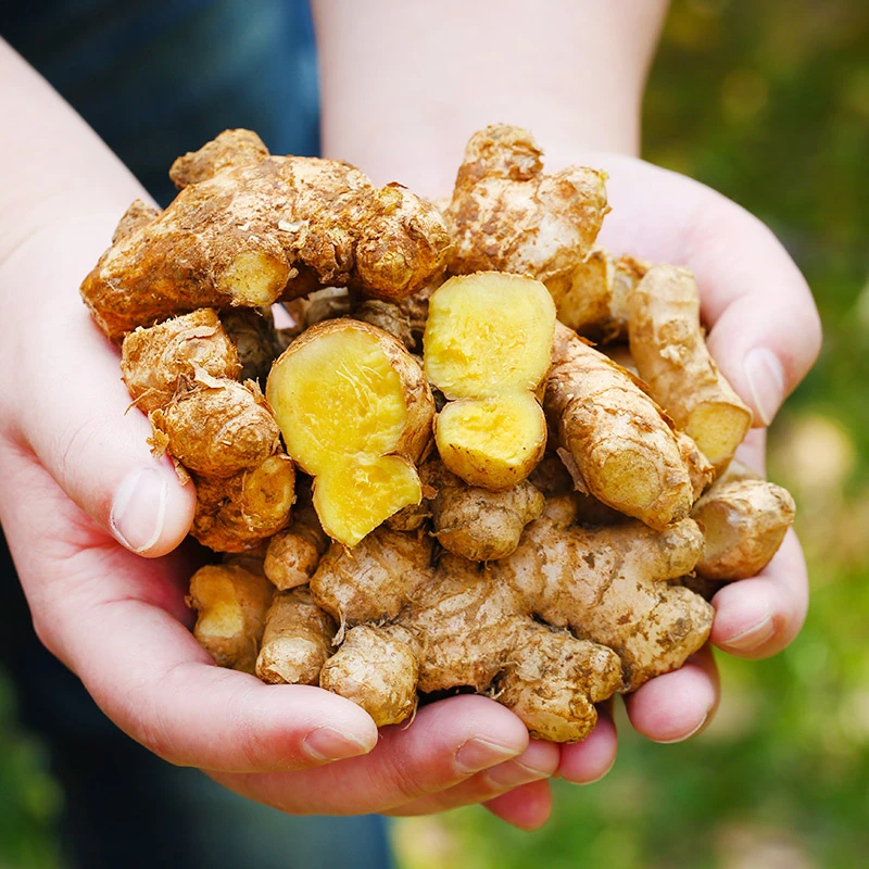 贵州小黄姜现挖生姜黄土姜1斤5斤9斤食用整箱老姜辛辣煲汤调味