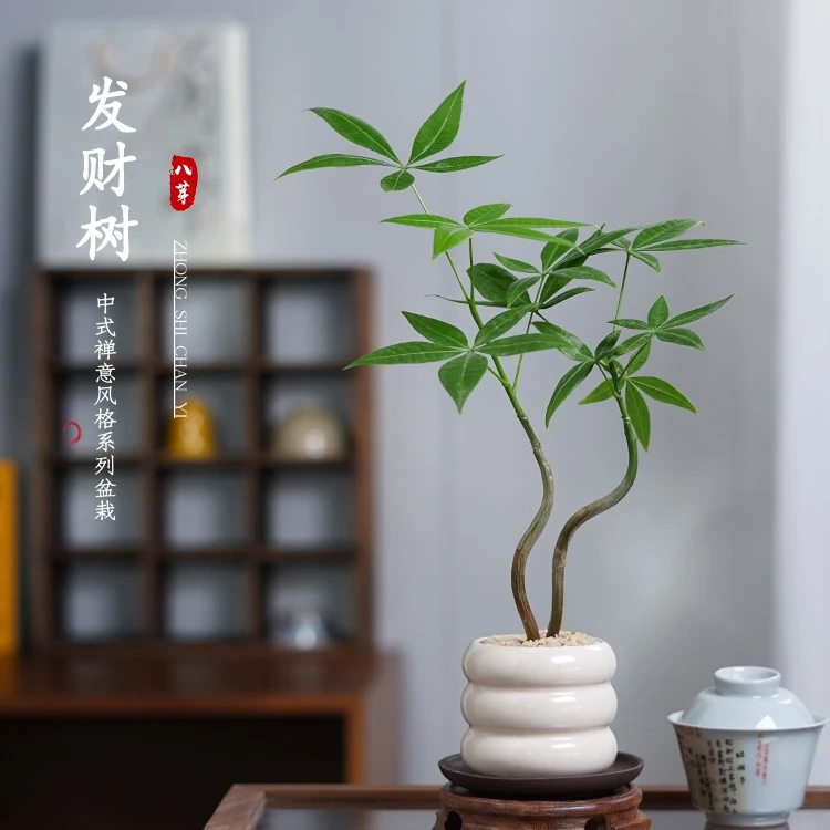 客厅发财树盆栽书房桌面办公室内四季好养小绿植招财树小植物盆景