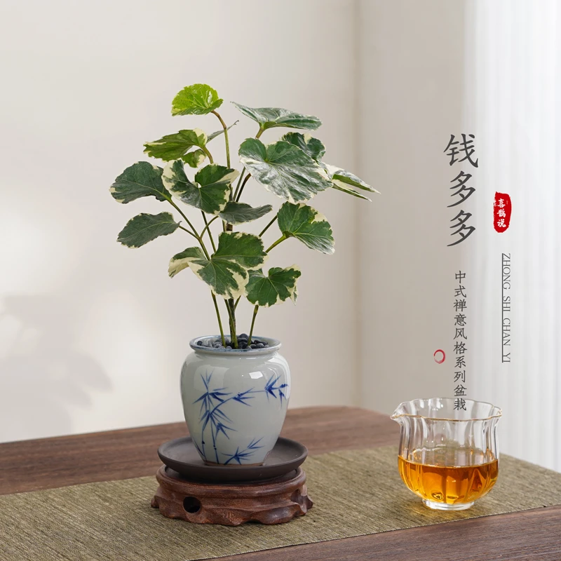 钱多多福禄桐盆栽客厅室内桌面四季常青好养绿植花卉盆景观叶植物