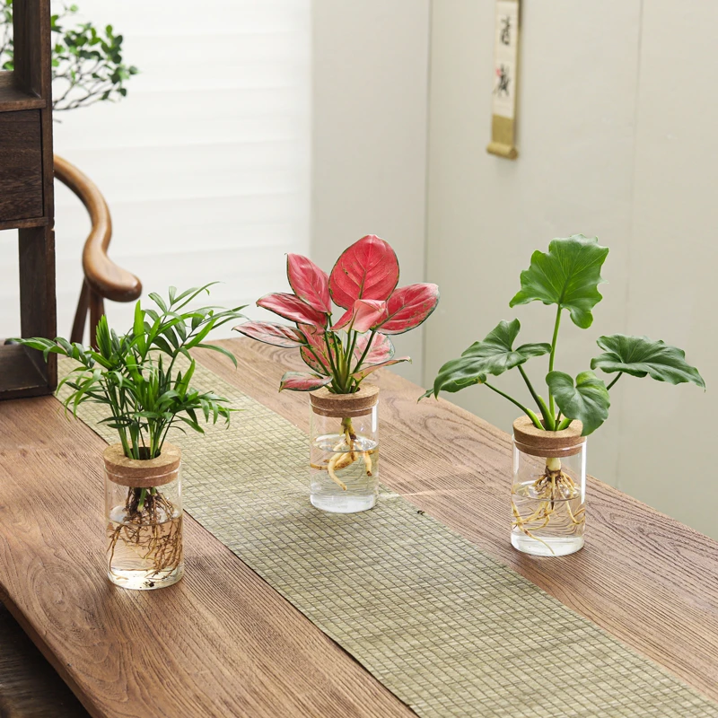 文竹水培植物绿植办公室内水养春羽花卉客厅桌面盆栽四季水生盆景
