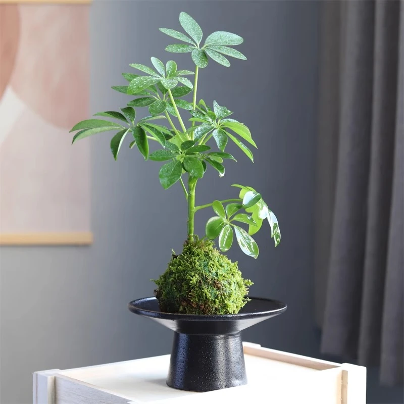 苔藓球室内水培植物鸭掌木小盆栽造型办公室苔玉鸭脚木植物小盆景