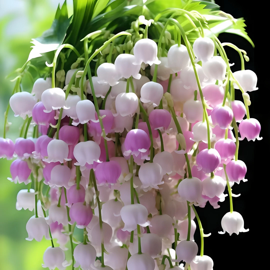 香水铃兰开花机器四季开耐寒铃兰超长花期多年生带芽室内花卉绿植