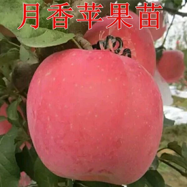 嫁接早熟苹果苗 月香苹果树苗矮化月香红苹果盆栽地栽当年结果苗
