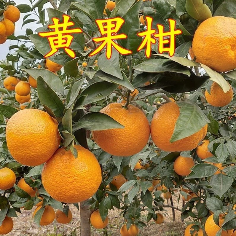 正宗黄果柑橘子树苗 嫁接无籽黄果柑桔子苗盆栽地栽当年结果树苗