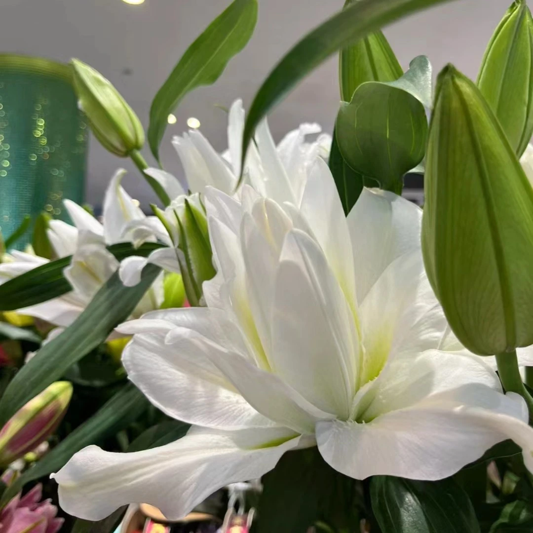 【木萝花卉】重瓣白雪公主日常生活礼品鲜花基地直采直发