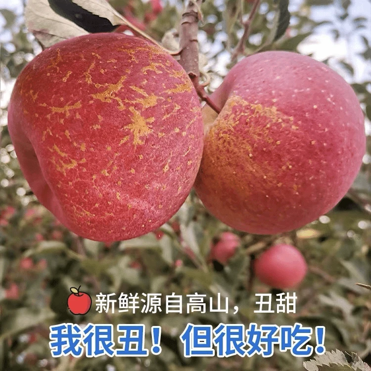 【自家丑苹果】四川大凉山盐源卫城镇丑苹果脆脆甜甜2/5/8斤