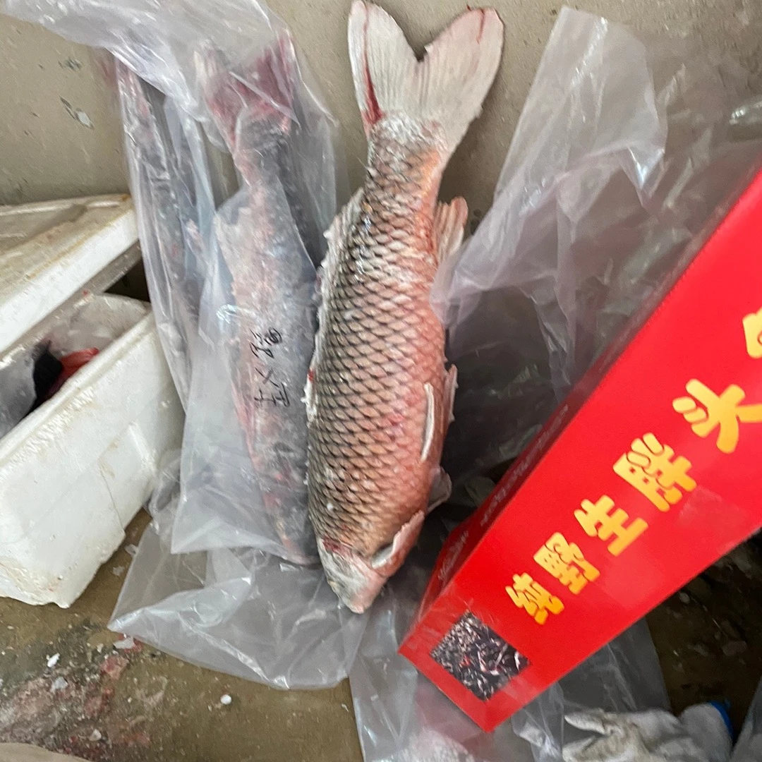 东北冷水鲤鱼（改价链接）