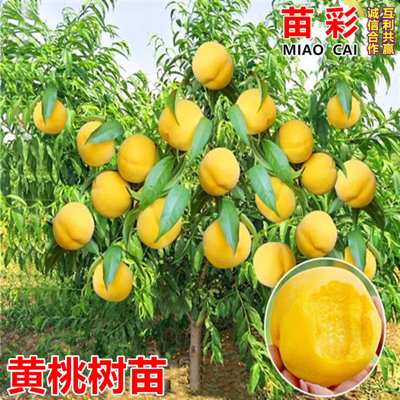 桃树果苗嫁接桃树苗水蜜桃树苗黄桃树苗当年结果南方北方种植树苗