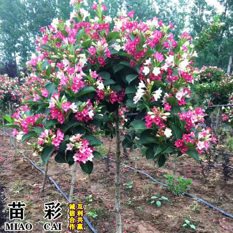 五彩锦带花树苗高杆锦带树苗别墅庭院耐寒大型风景盆栽红王子带土