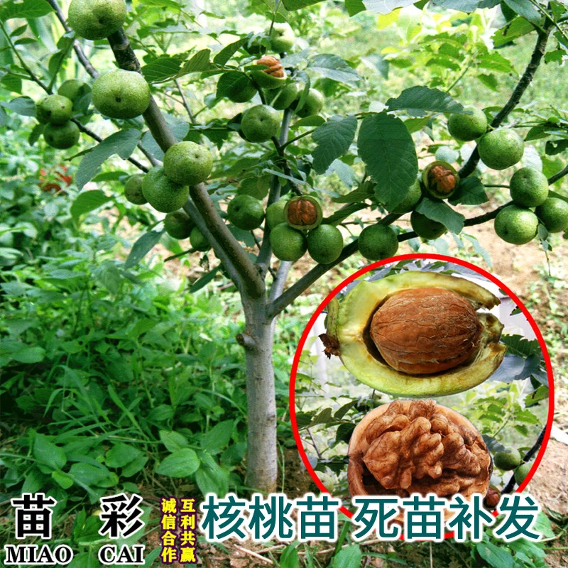 核桃树苗薄皮嫁接苗南方北方嫁接结果苗盆栽地栽庭院香玲核桃种苗