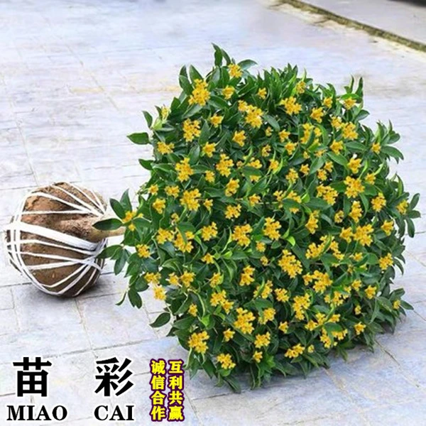 四季桂花树苗盆栽庭院金桂浓香型天香台阁盆景植物室内外地栽花卉