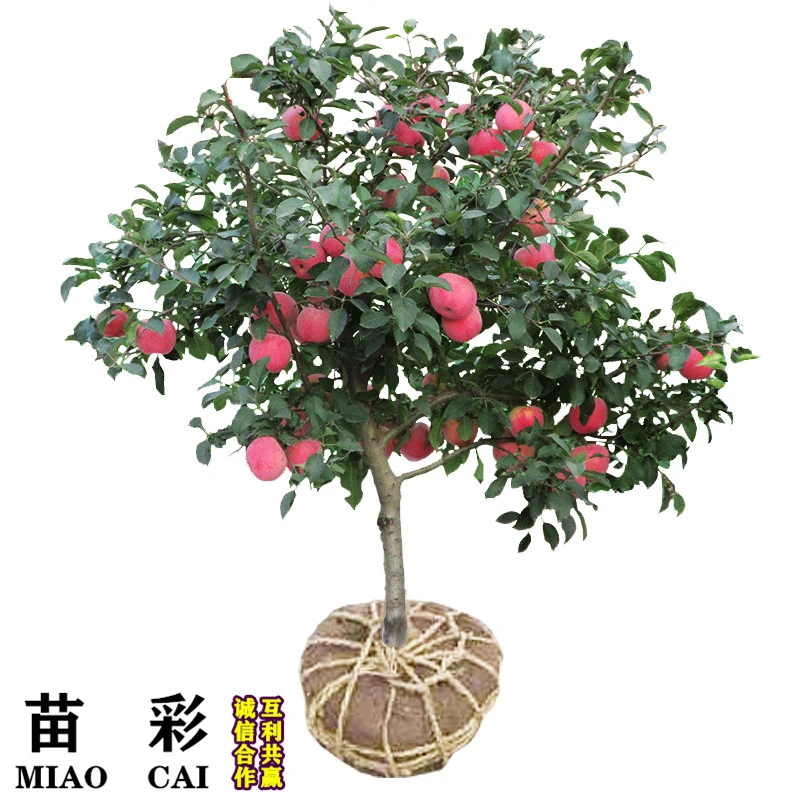 苹果树苗嫁接红富士冰糖心特大盆栽地栽南方北方种植矮化苹果树苗