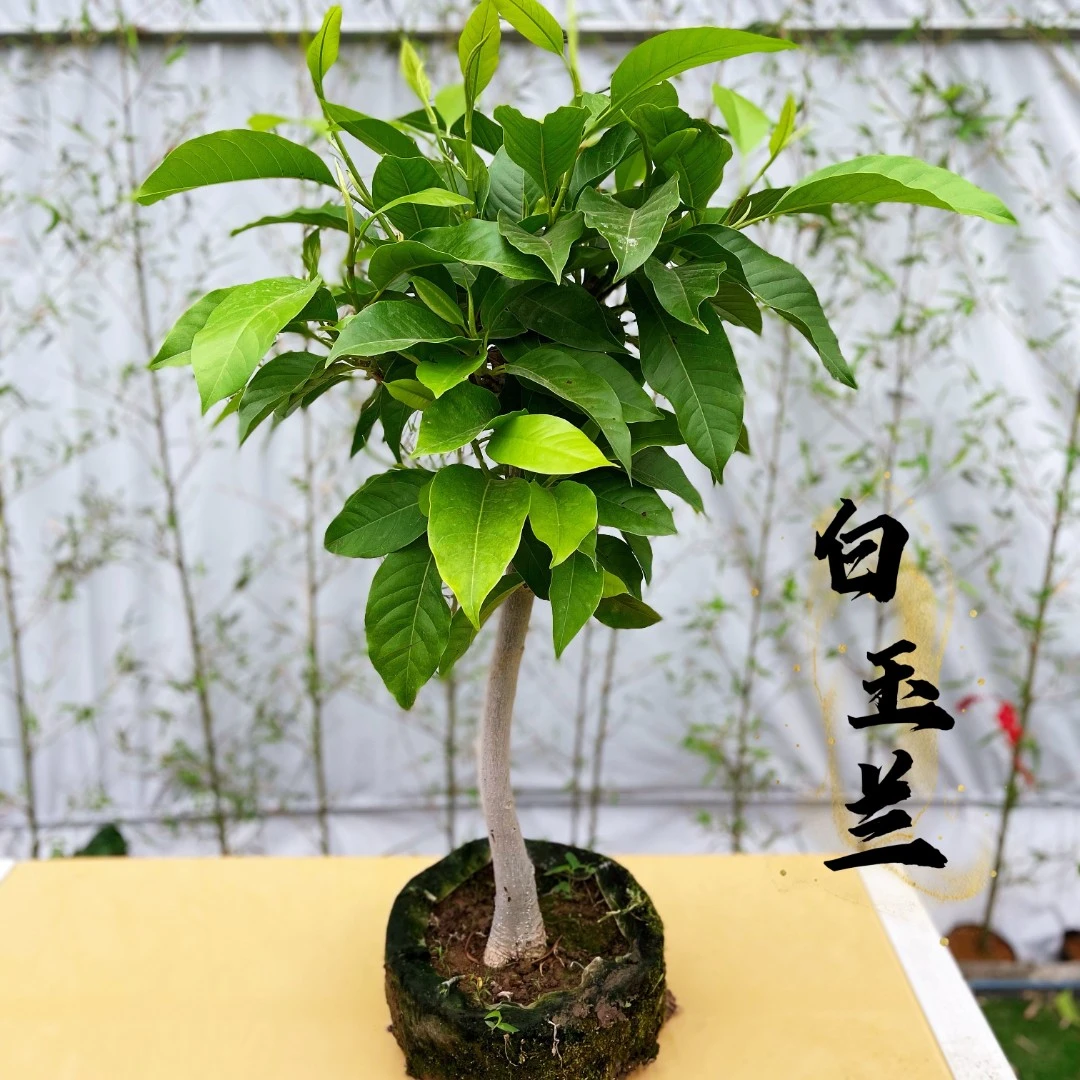 白兰花盆栽白玉兰树带花苞四季开花浓香黄角兰四季常青绿化树庭院