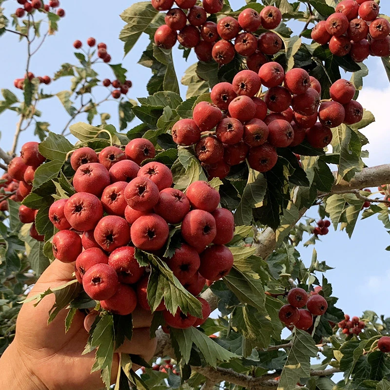 山楂树活苗当年结果嫁接特大盆栽地栽果树苗南北方庭院果苗山楂苗