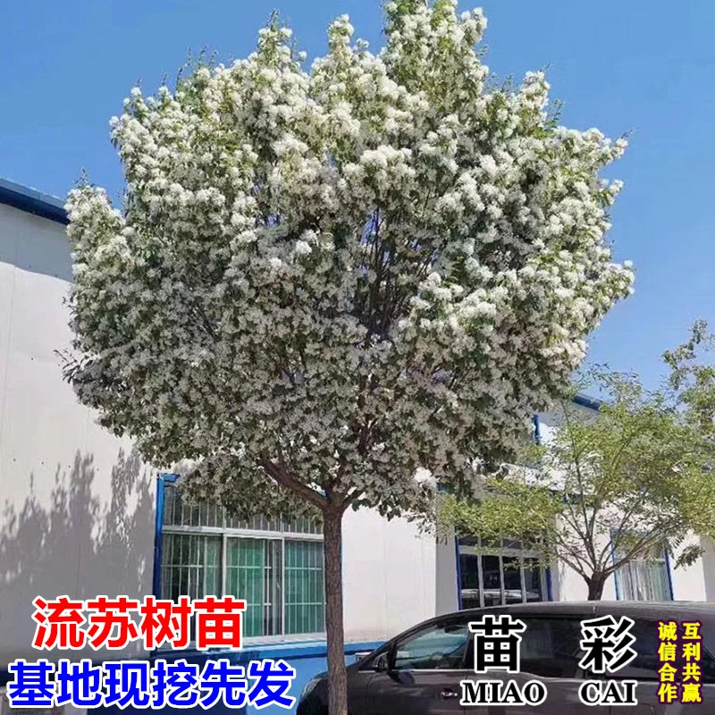 流苏树苗白流苏花树苗盆栽地栽四月雪油根子小苗别墅庭院园林绿化