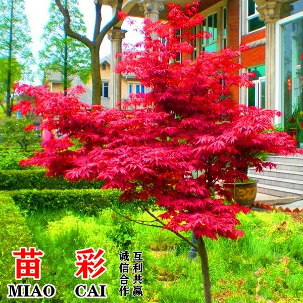 红枫树苗日本红舞姬红枫苗嫁接美国红枫小苗中国四季红枫红枫叶树