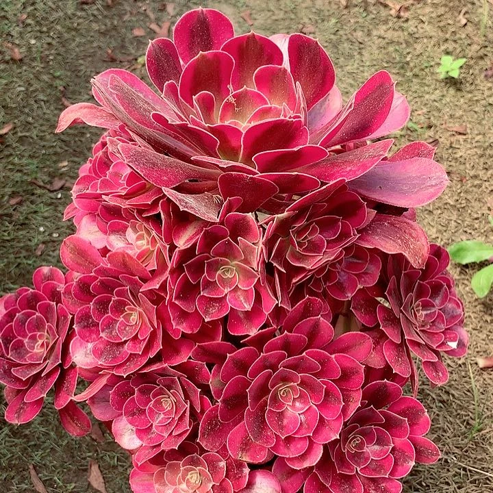 美杜莎，多肉植物