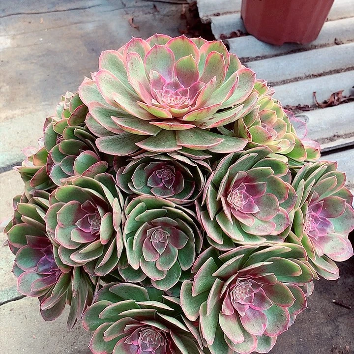 粉花妖，微瑕，介意不拍