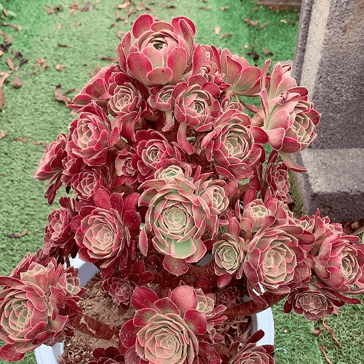 安娜捧花，多肉植物