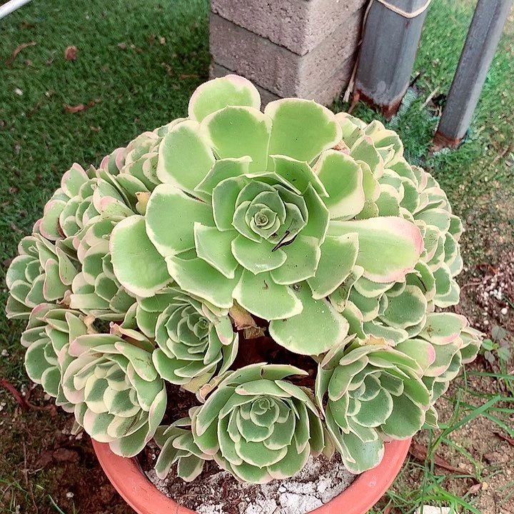 白凤老桩，多肉植物