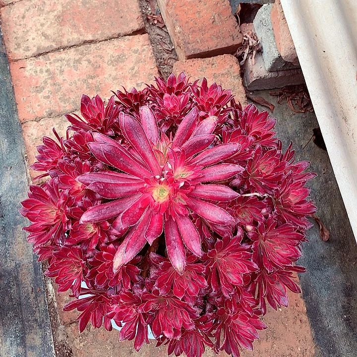 朱雀朱主头摘心啊阿啊