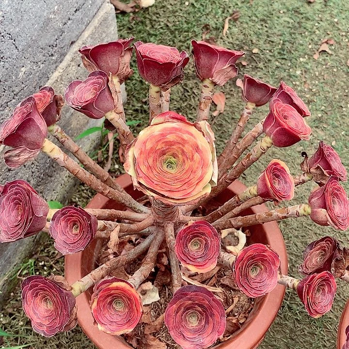 薏*魅金玫瑰，多肉植物