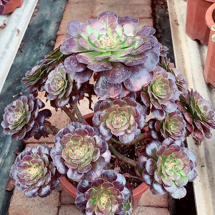 烟花捧花，多肉植物