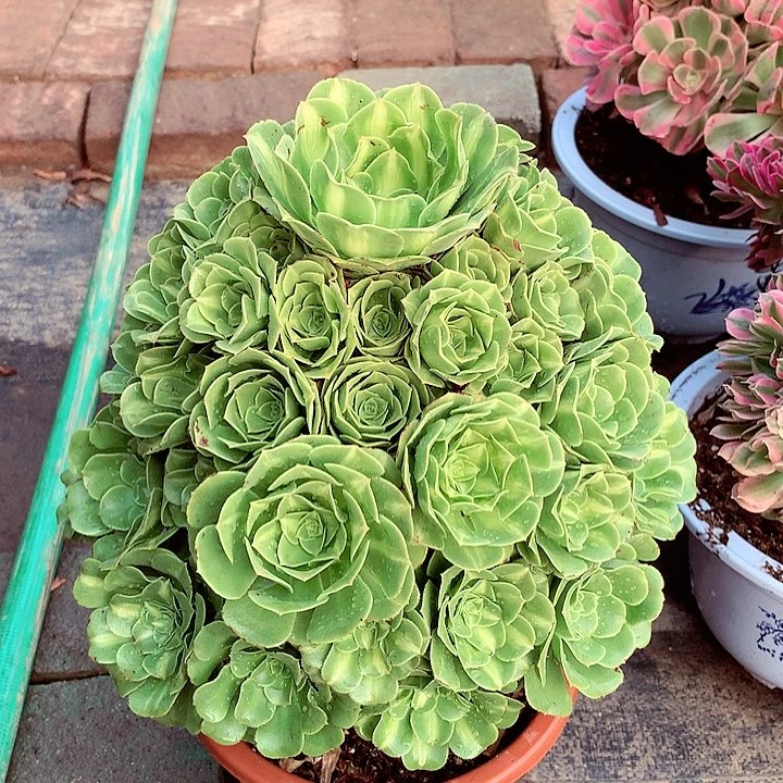 琉璃捧花，多肉植物