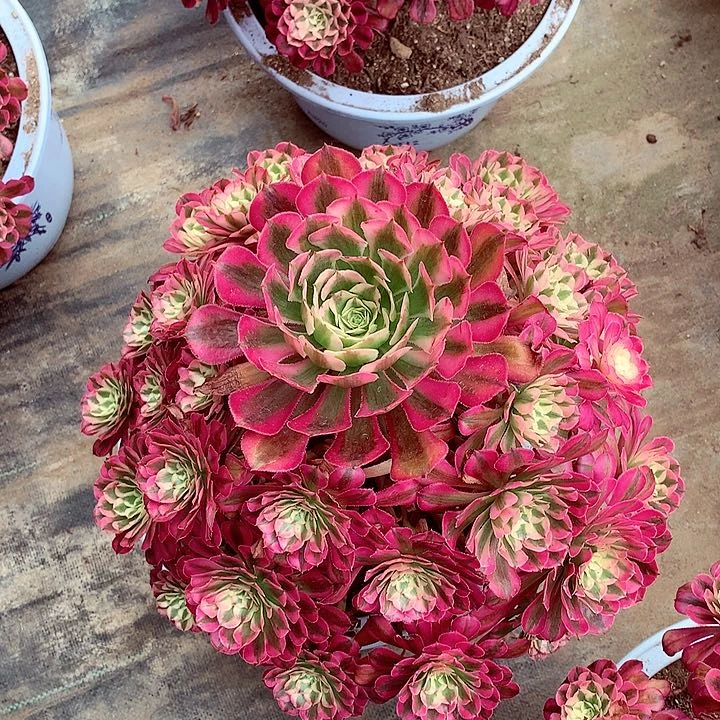 红超白，多肉植物