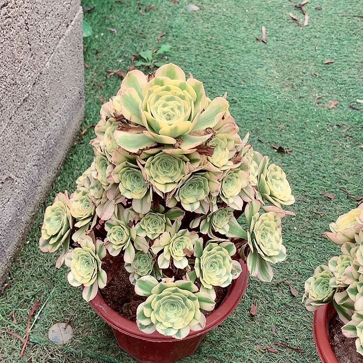 薏*金丝捧花，多肉植物