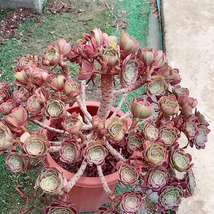 黑金刚小朵，多肉植物