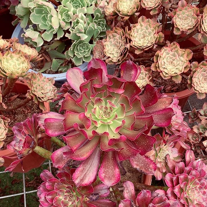 红枫的，多肉植物