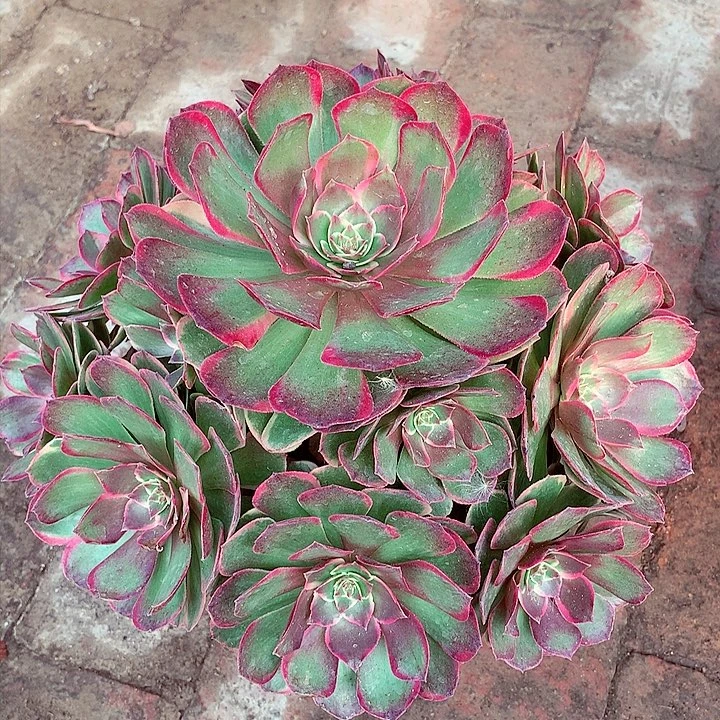 、***红粉花妖，多肉植物