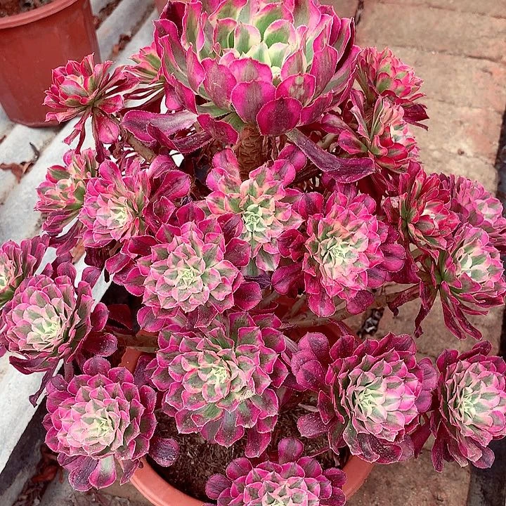 红超白，多肉植物